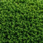 Quel est le meilleur engrais pour haie de cèdres Notre top 3 naturel et efficace