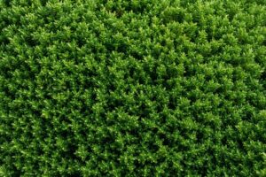 Quel est le meilleur engrais pour haie de cèdres Notre top 3 naturel et efficace