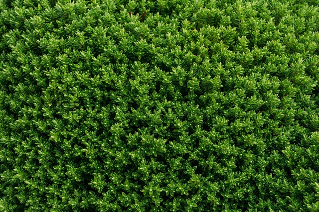Quel est le meilleur engrais pour haie de cèdres Notre top 3 naturel et efficace