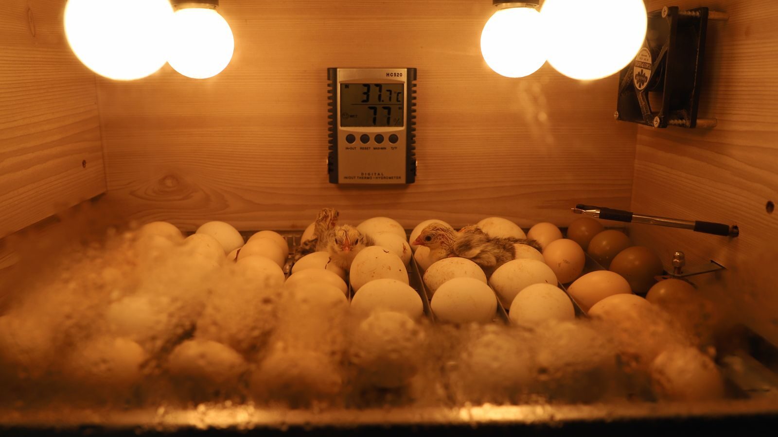 Choisir une couveuse professionnelle pour votre ferme
